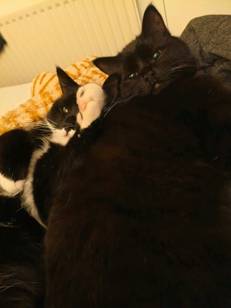 GIF uploaded by Elliot