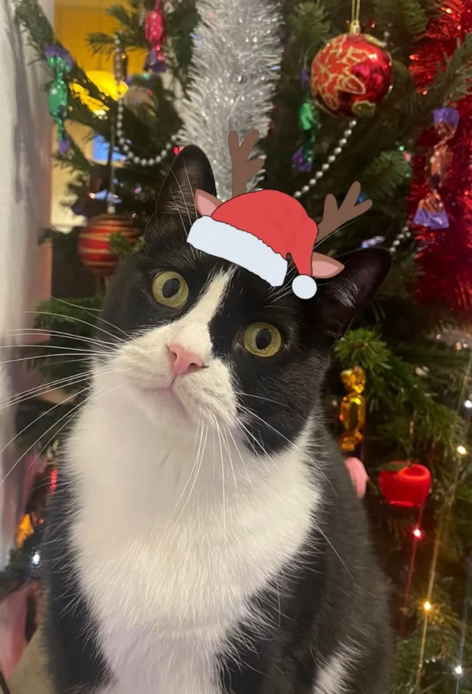 Csabee által feltöltött GIF