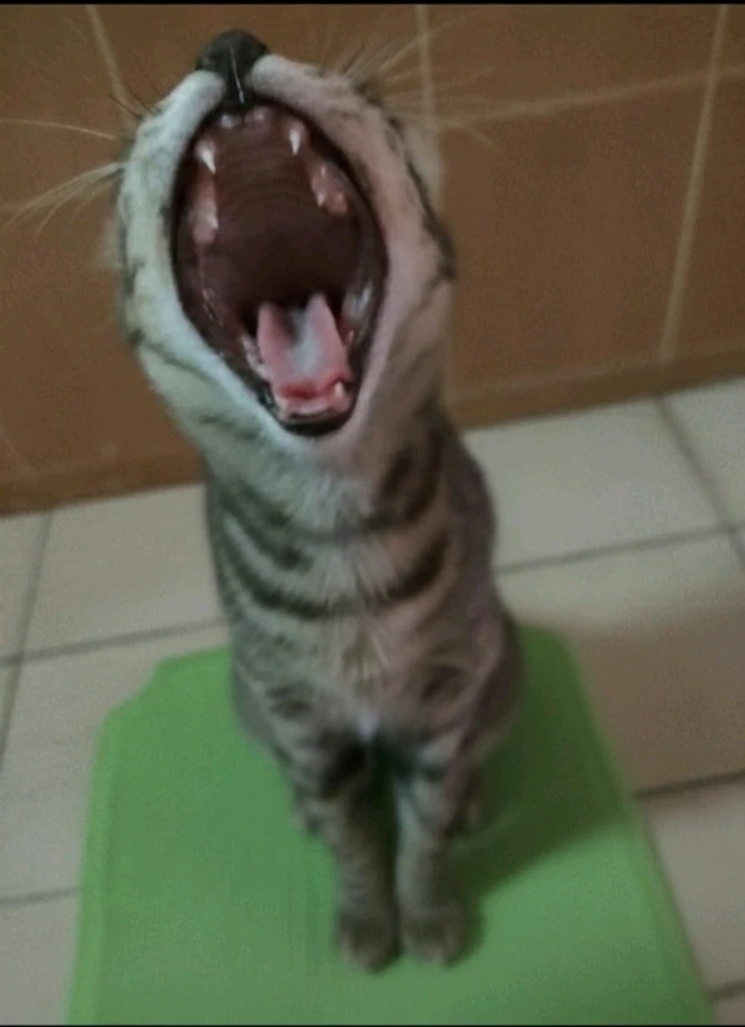 GIF uploaded by Jellyfish