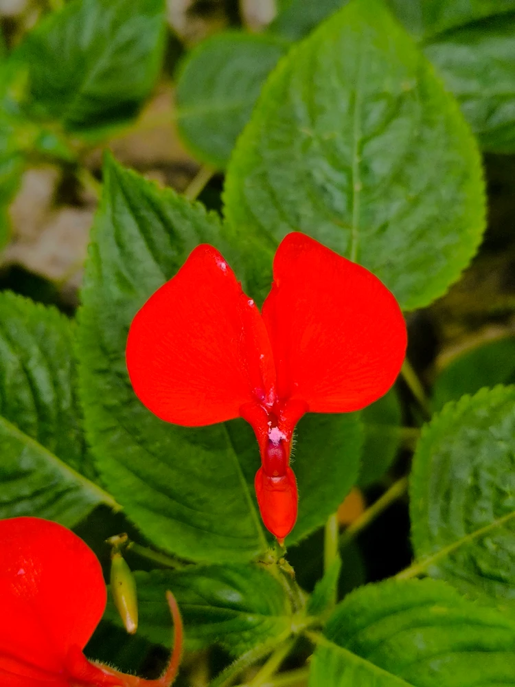 GIF geüpload door Niel