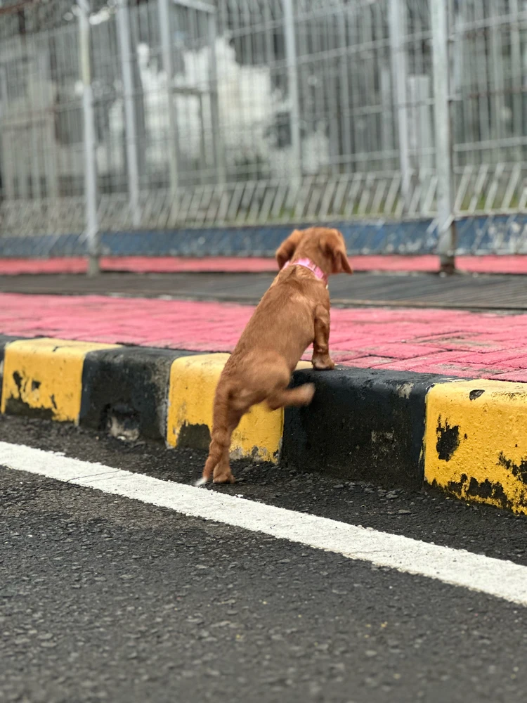 Image uploaded by Dyah N