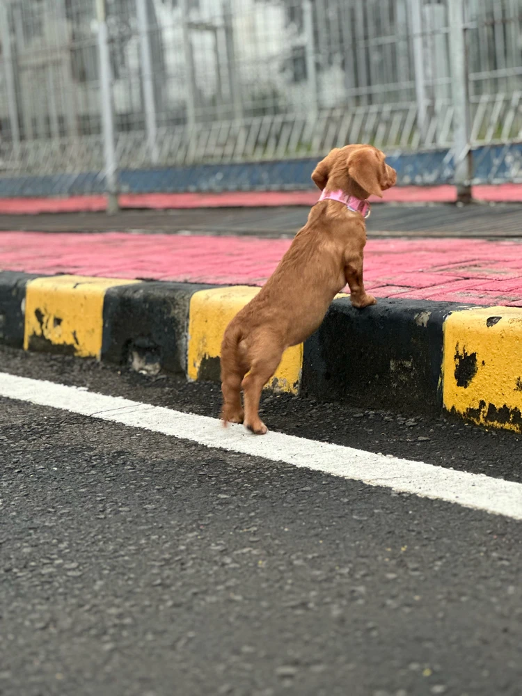 Image uploaded by Dyah N