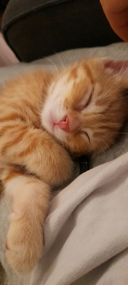 Image uploaded by Nikole