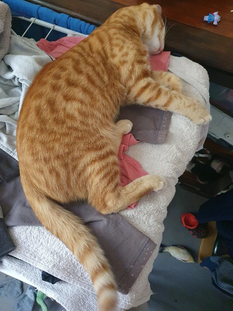 Image uploaded by Nikole