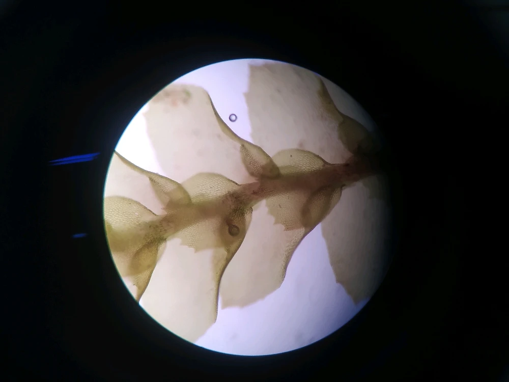 Imagen subida por Mila