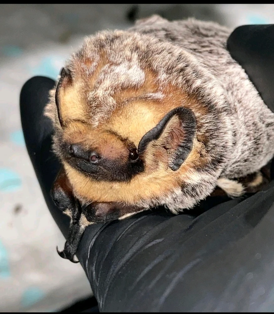 GIF hochgeladen von Sid