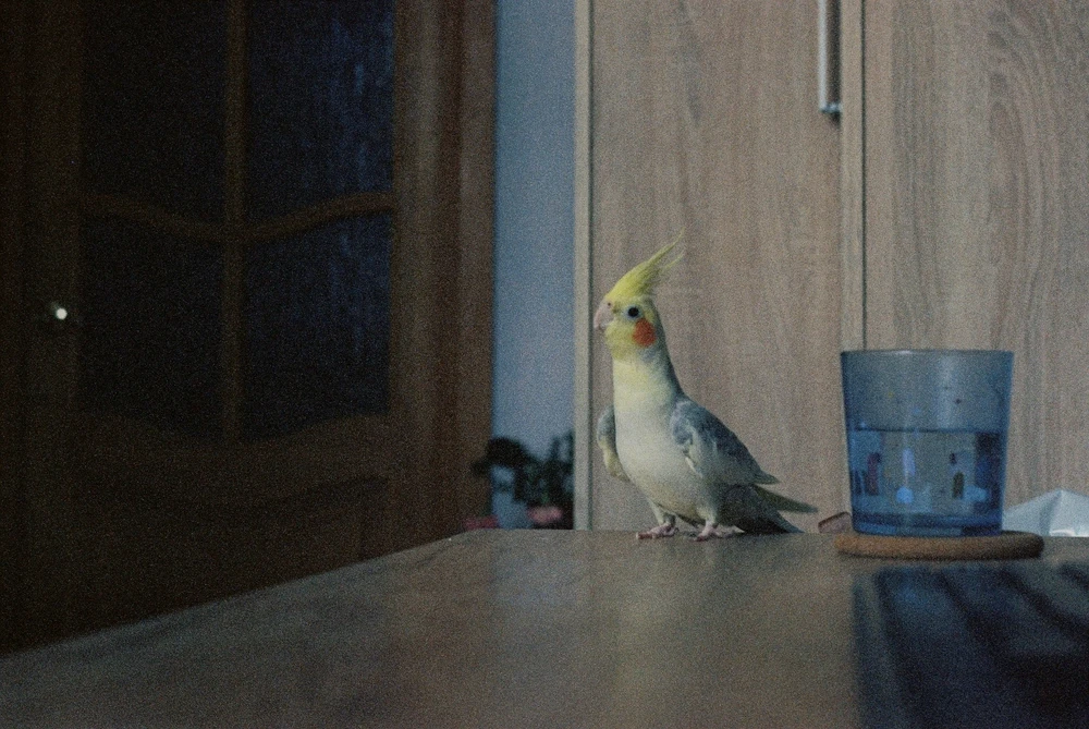 Image uploaded by Alyona