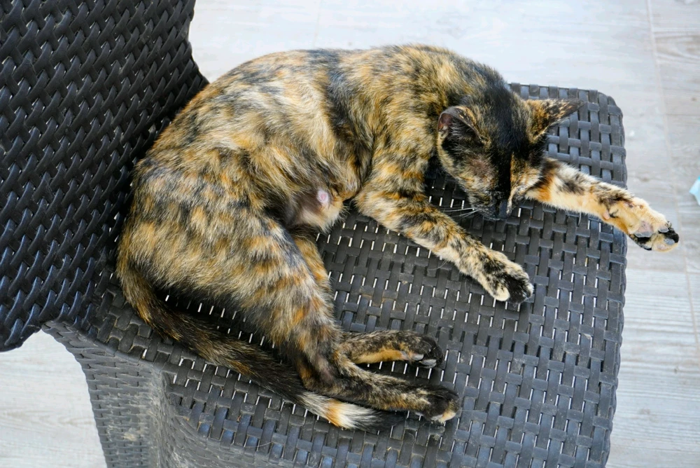 Imagen subida por Alexander