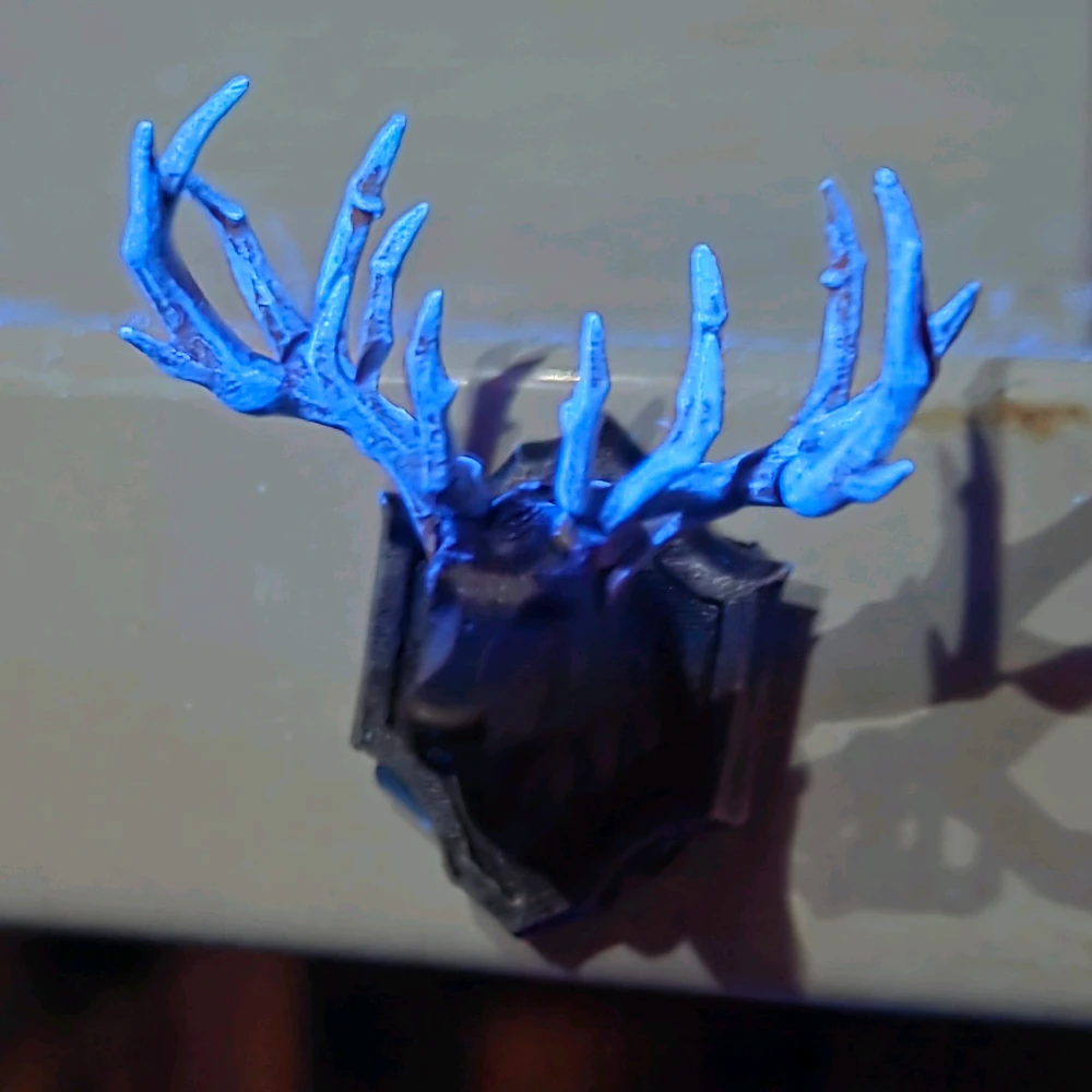 Image uploaded by Corey