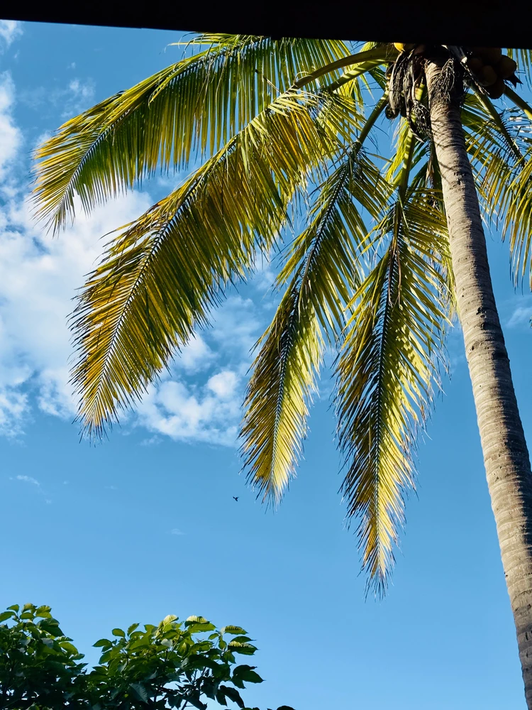 Image uploaded by Ace