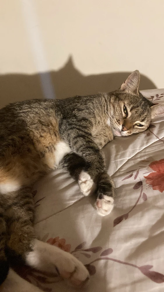 GIF enviado por Sarah Böll