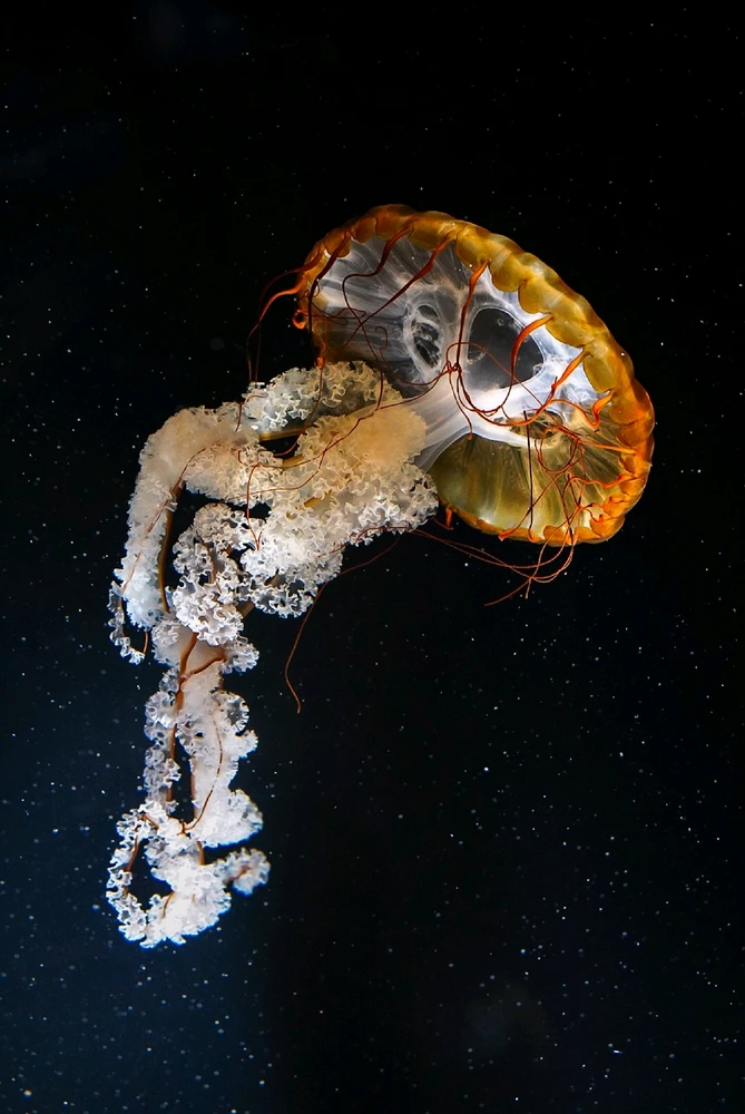 GIF uploaded by Hao Wen