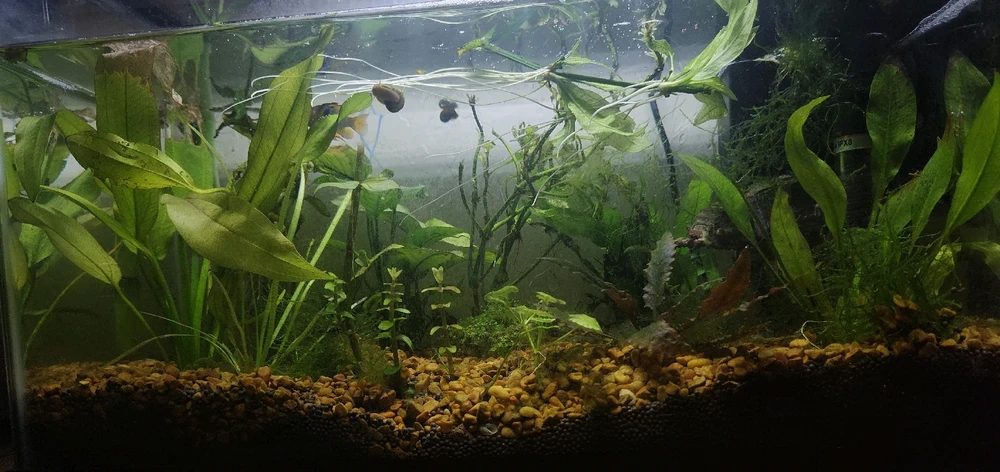 GIF diunggah dening Leylan