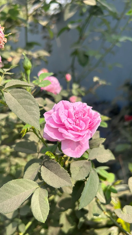 Image uploaded by Pratz