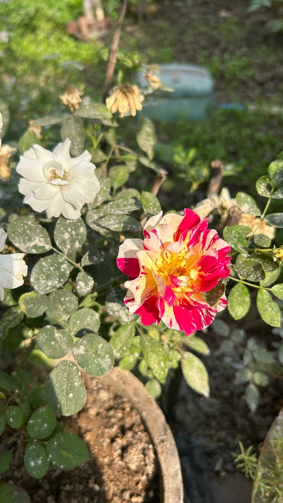 Image uploaded by Pratz