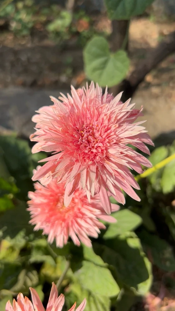 Image uploaded by Pratz