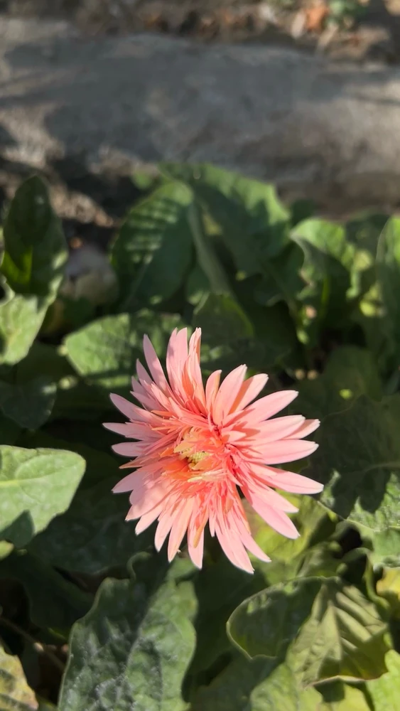 Image uploaded by Pratz