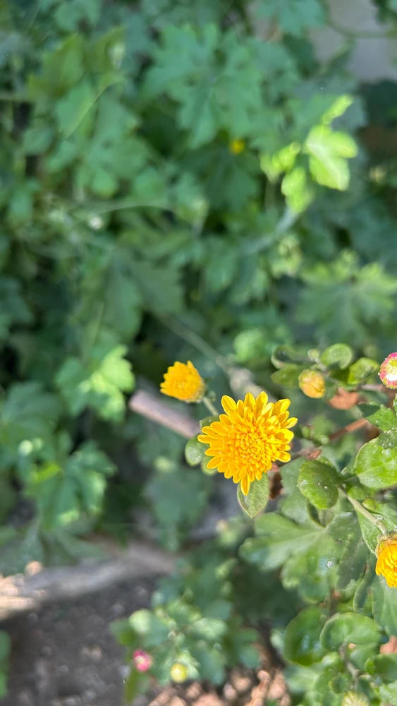 Image uploaded by Pratz