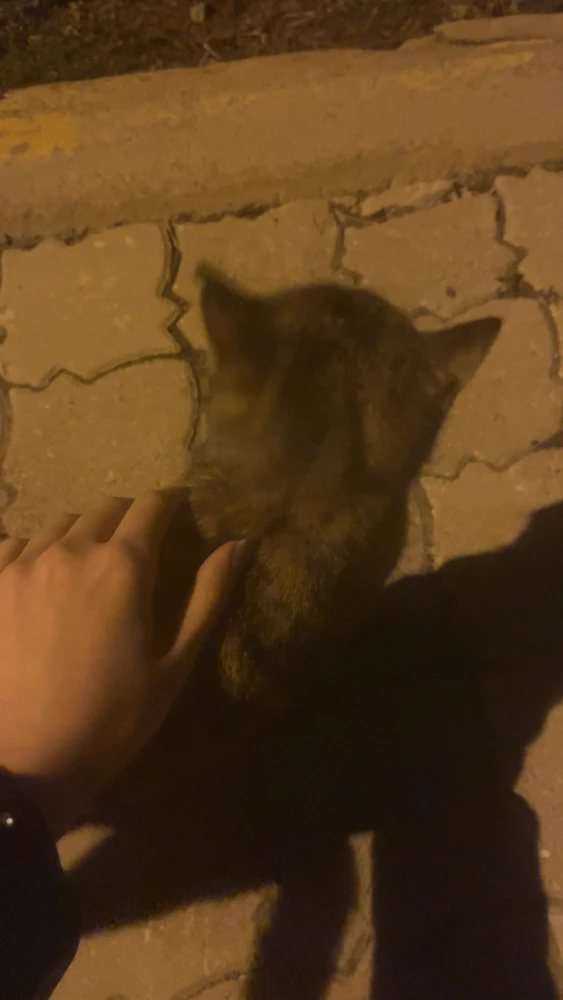 Yaren tarafından yüklenen GIF