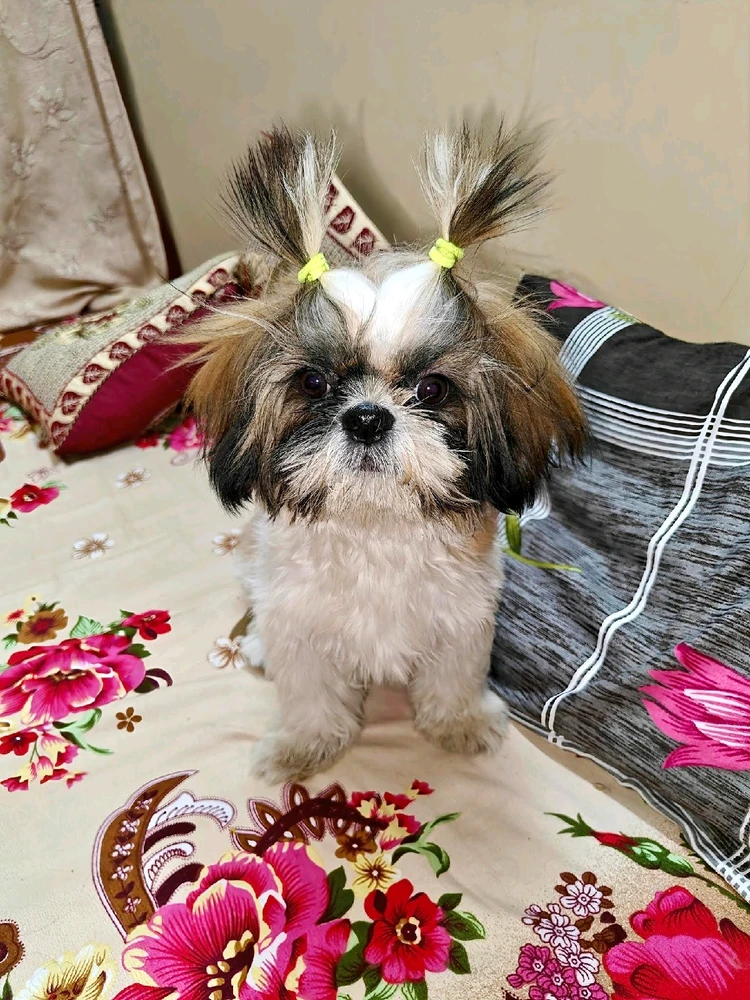 Image uploaded by Mayank (Maddy)