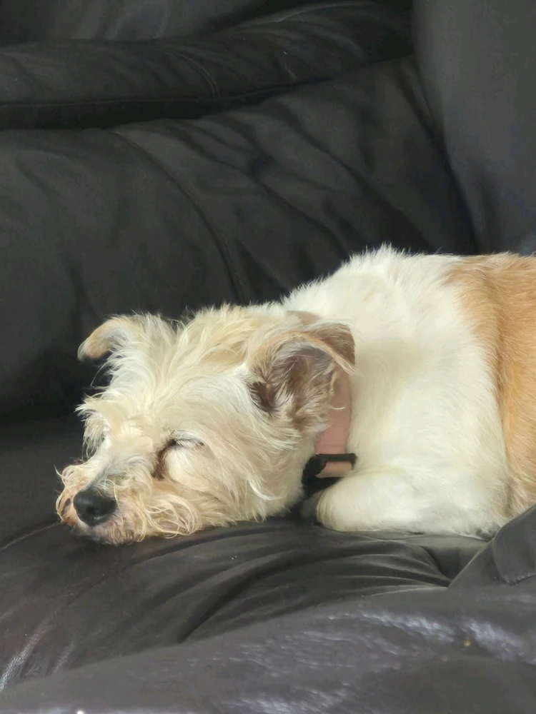 Gambar diunggah dening Shane