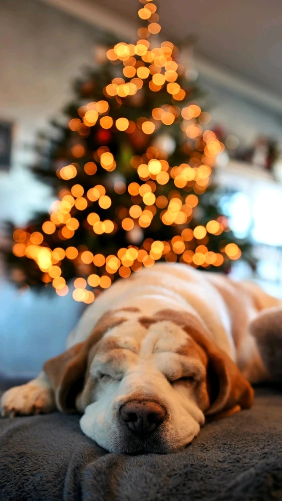 GIF hochgeladen von Stefan