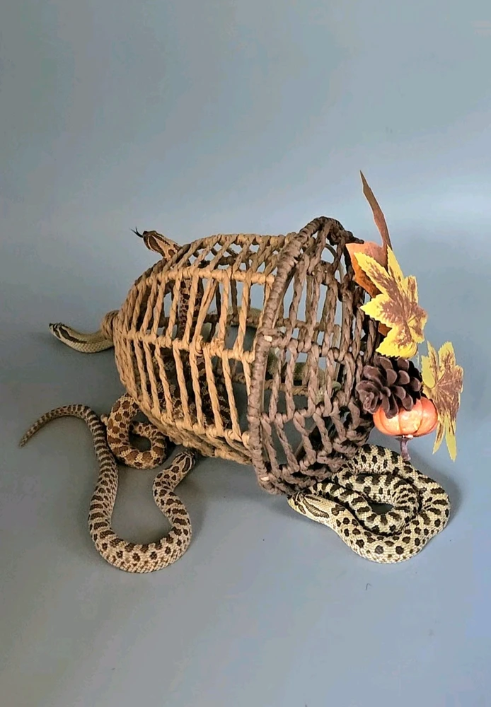 Image uploaded by Cricket