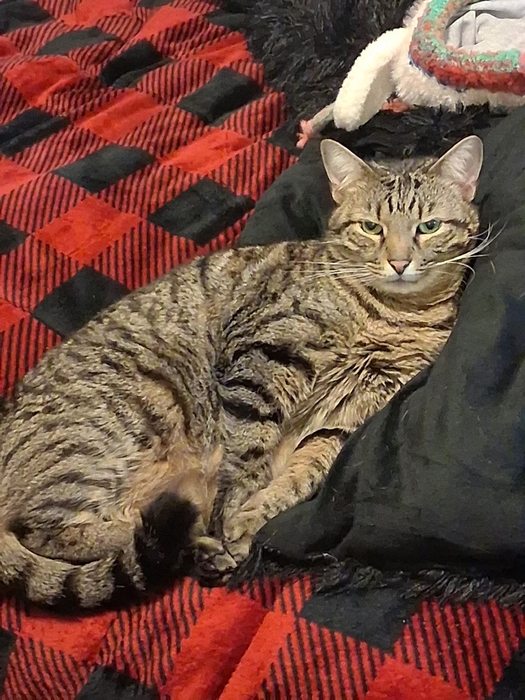 GIF uploaded by Pearl