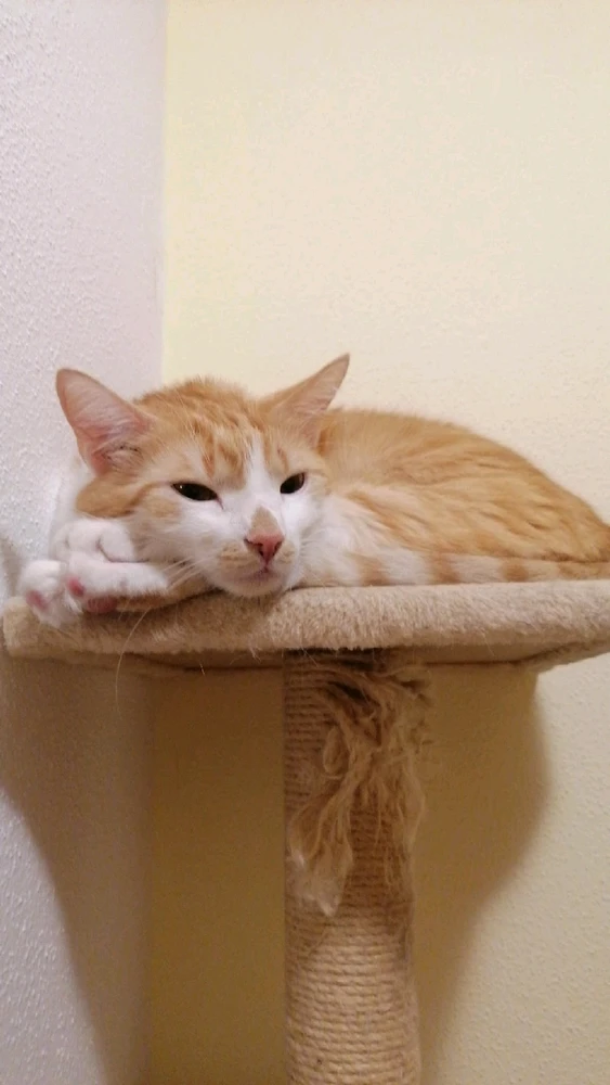 GIF uploaded by Levia