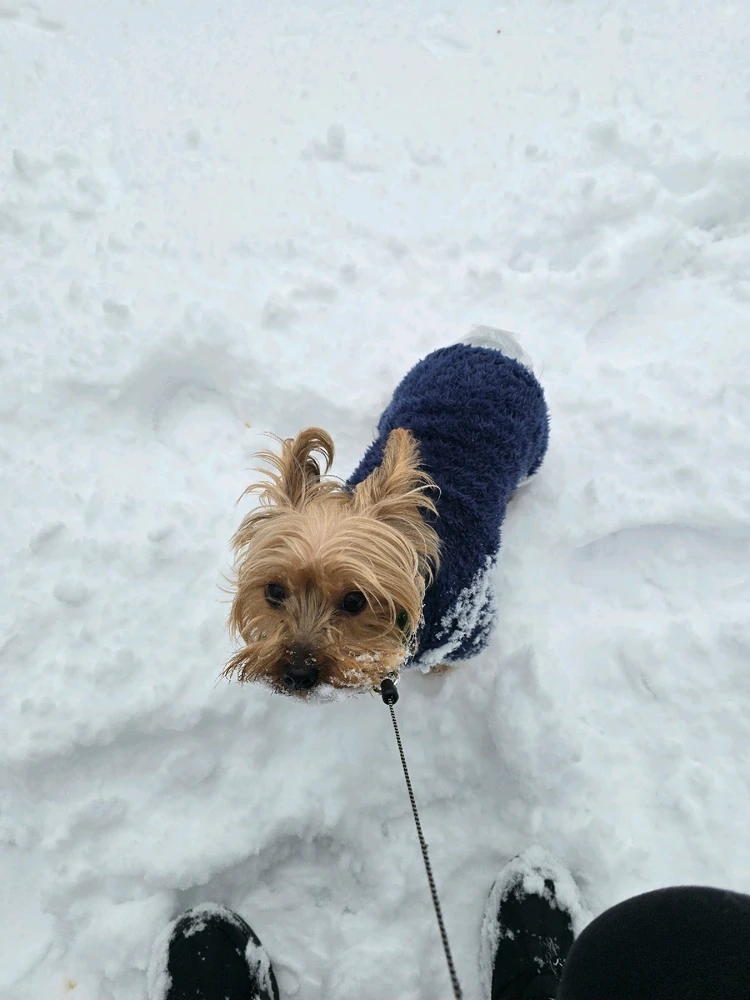 Image uploaded by 《🌹.::Lenöré::.🌹》