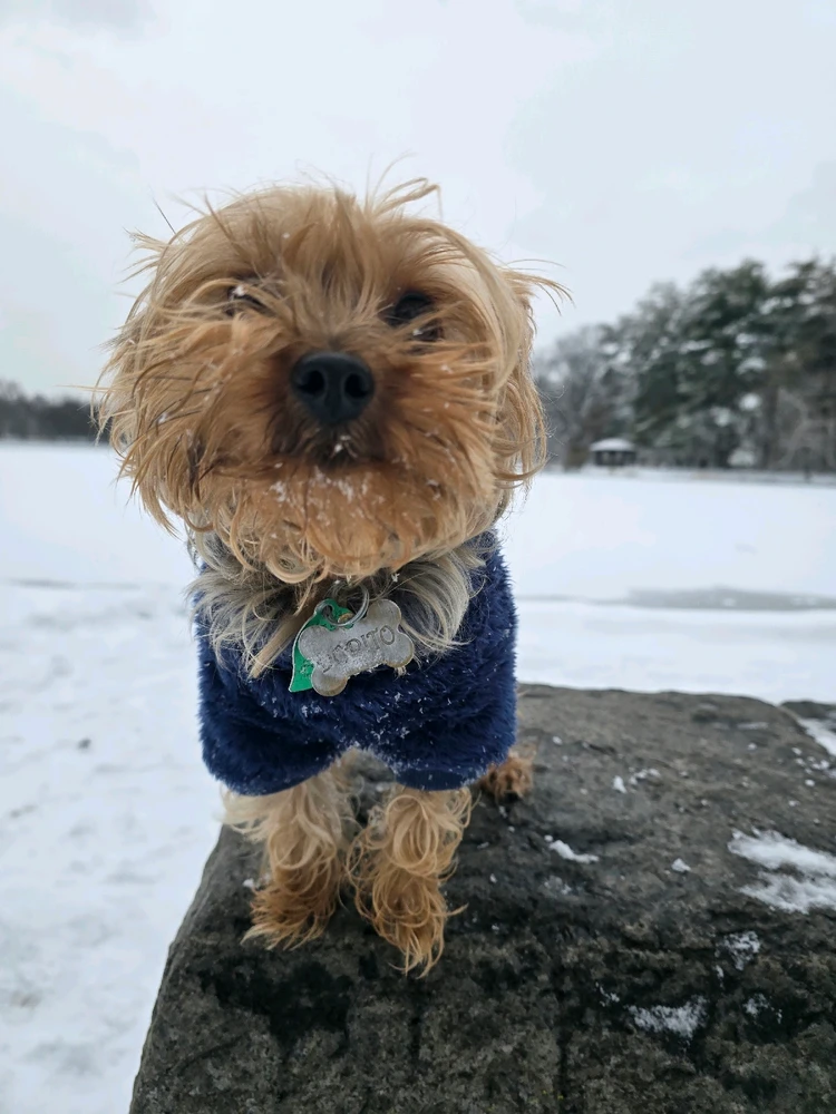 Image uploaded by 《🌹.::Lenöré::.🌹》