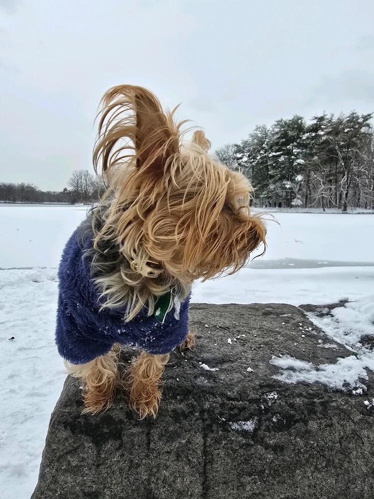 Image uploaded by 《🌹.::Lenöré::.🌹》