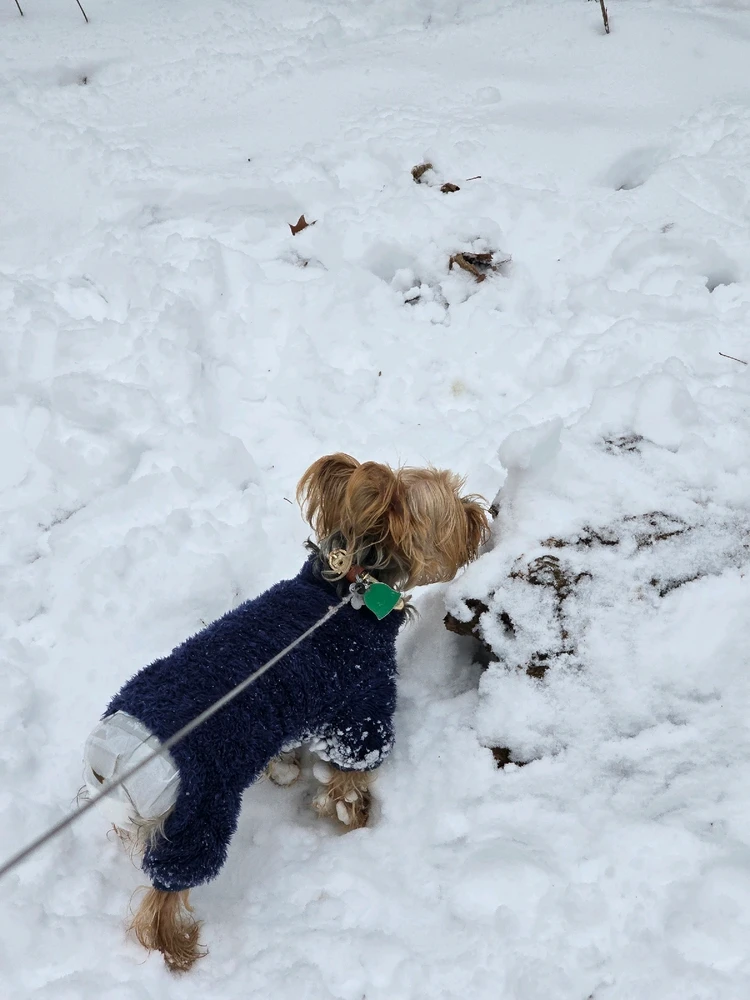 Image uploaded by 《🌹.::Lenöré::.🌹》