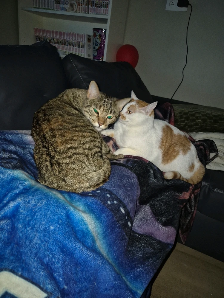 GIF ajouté par Gwénaël