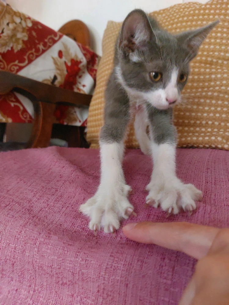 GIF subido por Maximiliano