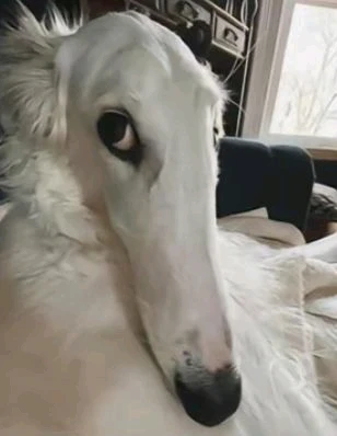 GIF subido por Sofia