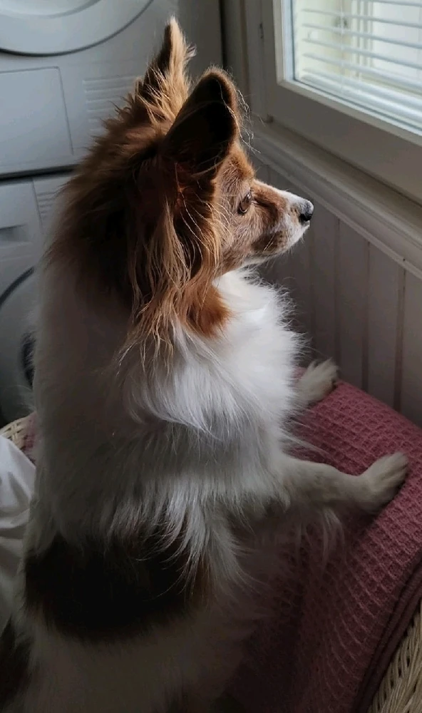 GIF-tiedoston lisäsi Vilho