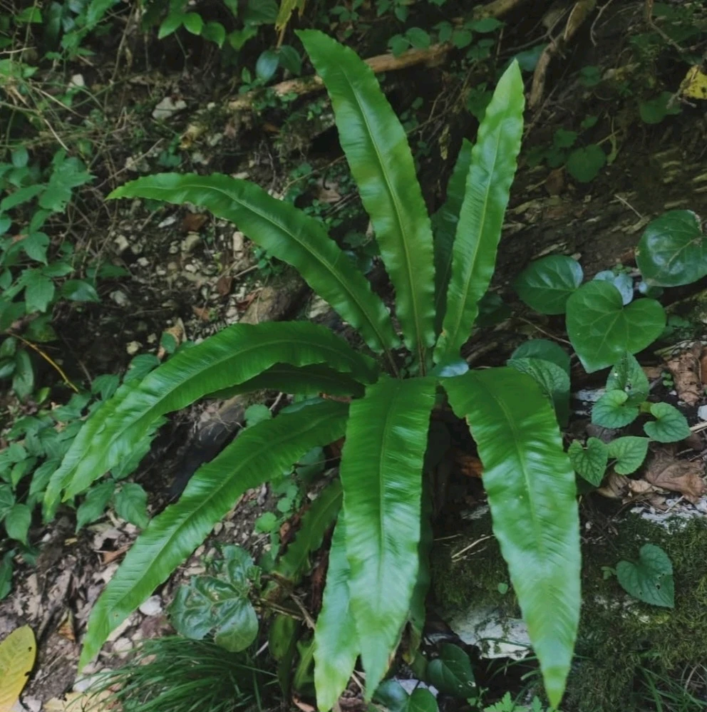 Image uploaded by Marissa