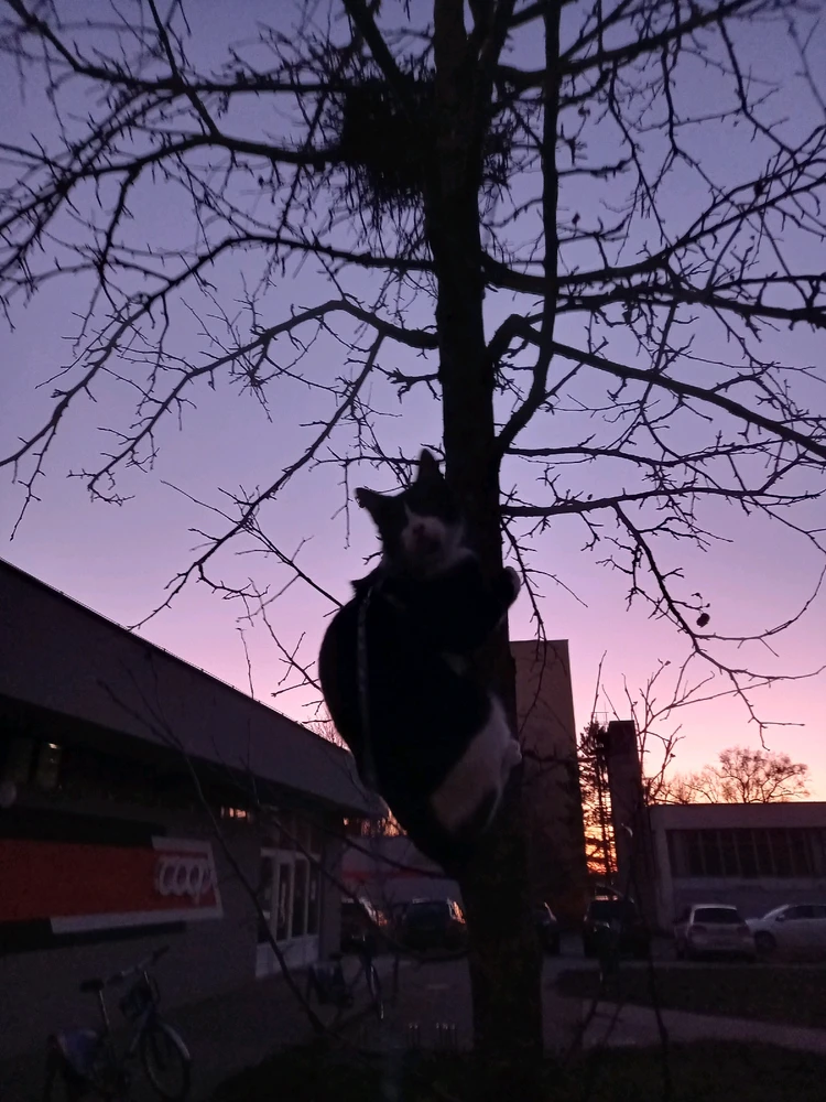 GIF nahrál Svatava