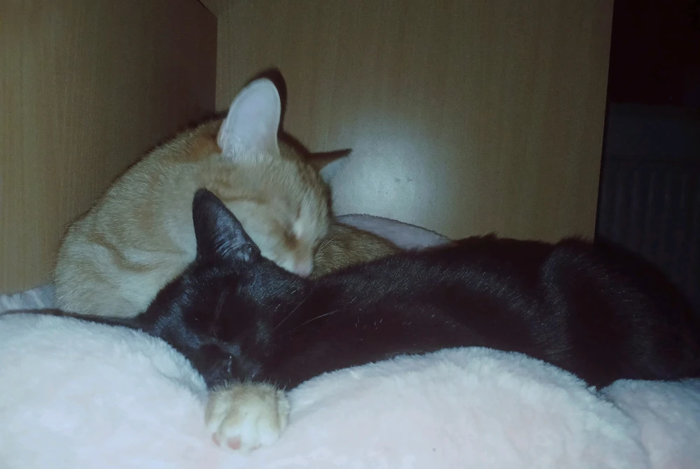 Cat-a-strophe上传的GIF
