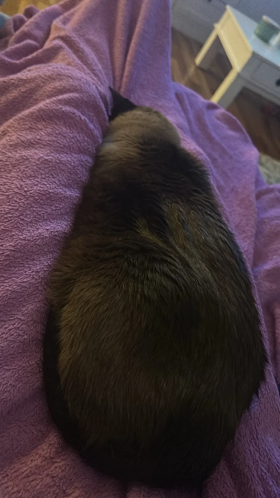 GIF hochgeladen von Mila