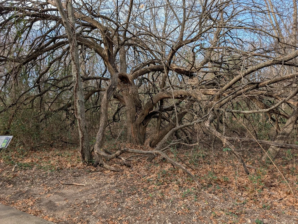 Image uploaded by Raven