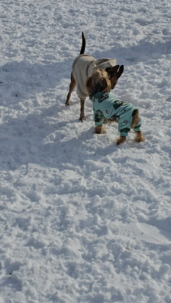 Image uploaded by 《🌹.::Lenöré::.🌹》