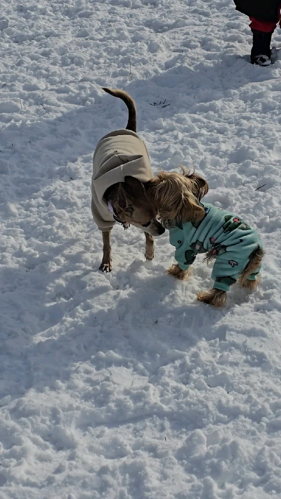 Image uploaded by 《🌹.::Lenöré::.🌹》