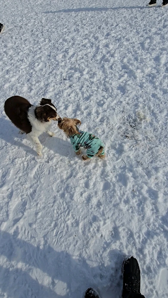 Image uploaded by 《🌹.::Lenöré::.🌹》