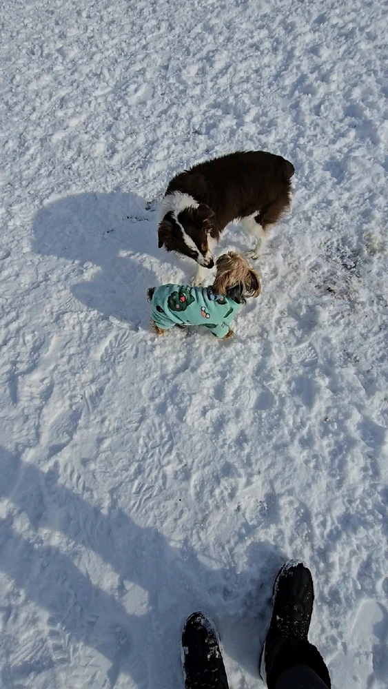 Image uploaded by 《🌹.::Lenöré::.🌹》