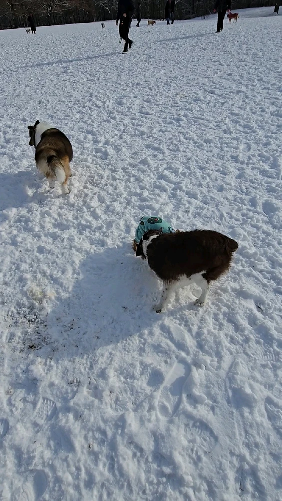 Image uploaded by 《🌹.::Lenöré::.🌹》