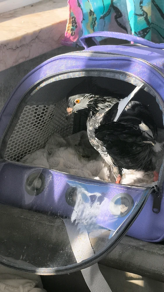 Image uploaded by Kevin