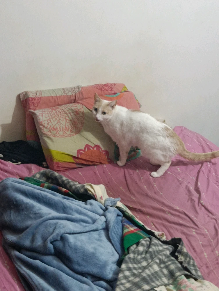 GIF uploaded by Spike