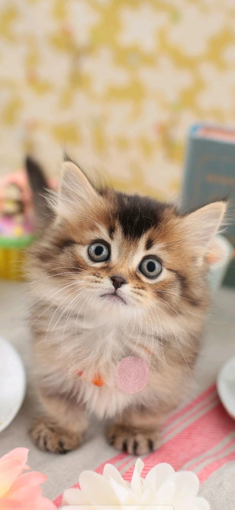 GIF ajouté par Aurelien